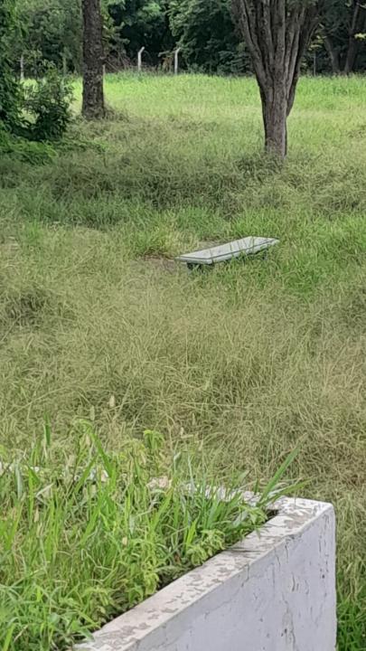 Foto 10 de 16 — Praça do Selmi Dei fica mais de 5 meses sem limpeza e moradores relatam aparecimento de cobras